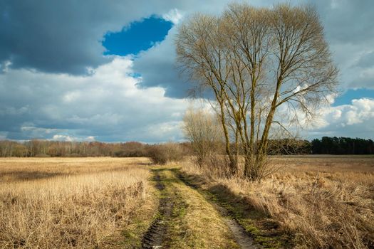 A large tree without leaves growing on a dirt road through wild meadows, Czulczyce, Poland
