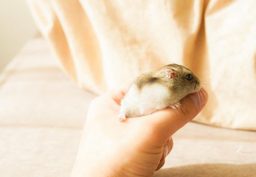Jungarian Hamster (Blue Surfire). Shooting Location: Yokohama-city kanagawa prefecture
