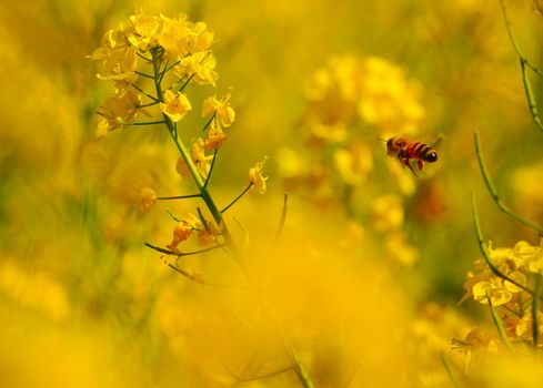 Be a bee flying for honey. Shooting Location: Tokyo metropolitan area