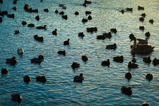 Shidan-gun, Stockholm Lila Lake. Shooting Location: Sweden, Stockholm