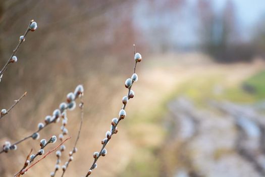 Branches with blooming catkins by the dirt road, spring view