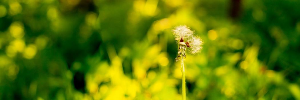 Dandelion blossoms in the spring and summer season, floral web banner, meadow with flowers, blue sky