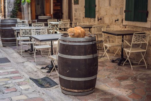 Cat on the street of Kotor, the city with the cats in Montenegro.