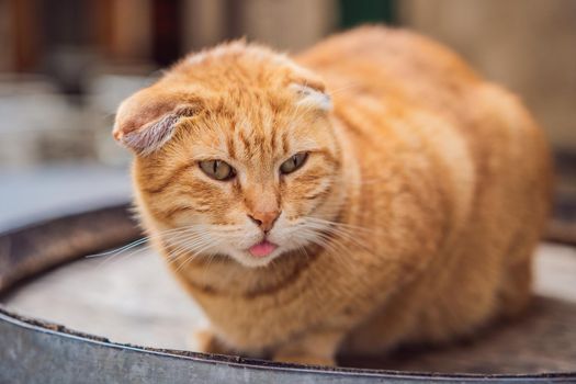 Cat on the street of Kotor, the city with the cats in Montenegro.