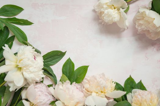 Border of white peonies flowers on pink background. Flat lay, top view, copy space.