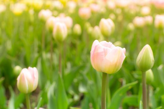 Pink tulips in pastel coral tints at blurry background, closeup. Flowers in the garden. Fresh spring nature.