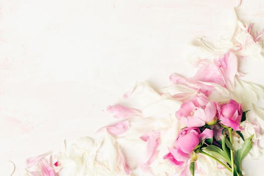 Border of Beautiful pink and white peony flowers on table with copy space for your text top view and flat lay style.
