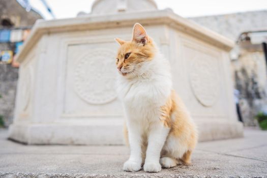 Cat on the street of Kotor, the city with the cats in Montenegro.