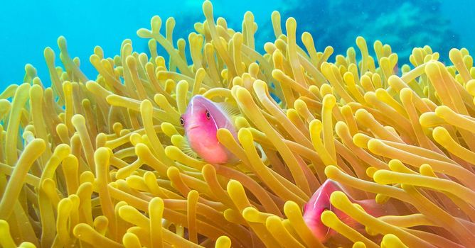 Picturesque underwater world with coral reefs