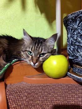 A cat named Kryma lies on a battery near a green apple.