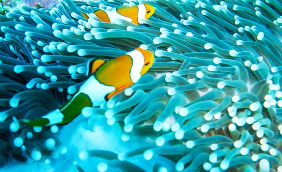 Picturesque underwater world with coral reefs