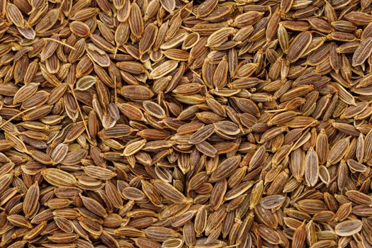 Dry Rolls Dill - Anethum graveolens - seeds on flat surface, flat macro texture and full-frame background. It is only species in genus Anethum. Seeds are used as herb or spice for flavouring food.