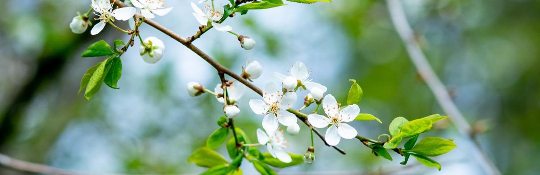 White blossoming apple trees in the sunset light. Spring season, spring colors