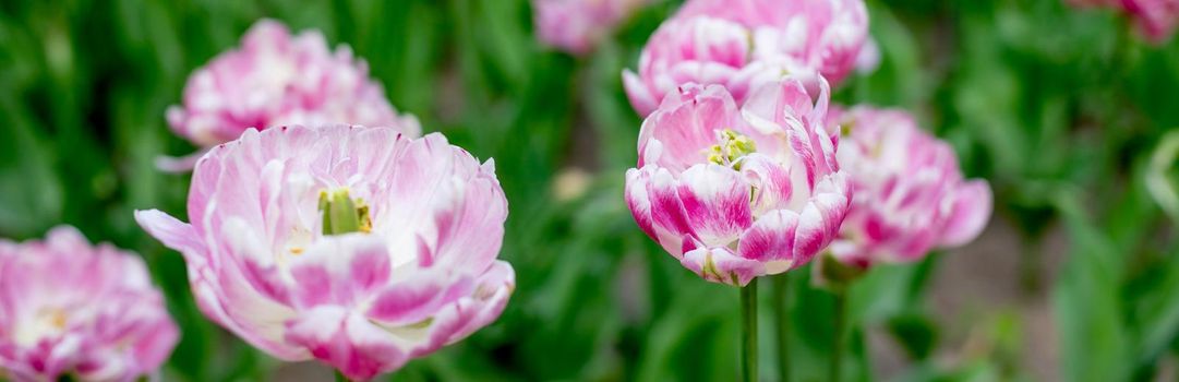 a large double pink blooming Tulip on a garden bed on a Sunny spring day.