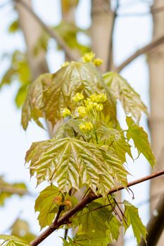 Blooming flowers of maple trees in the spring