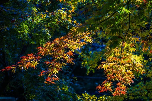 Image of autumn leaves. Shooting Location: Tokyo metropolitan area