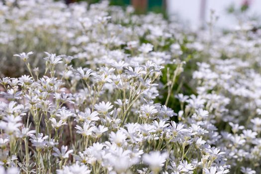 white purple and blue Phlox subulata blooming.colorful pink moss phlox as background