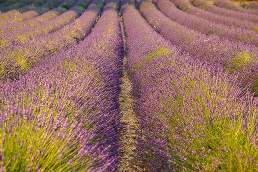 Are long rows of flowering lavender at sunset, field of lavender in France, Valensole, Cote Dazur-Alps-Provence, backlit. High quality photo