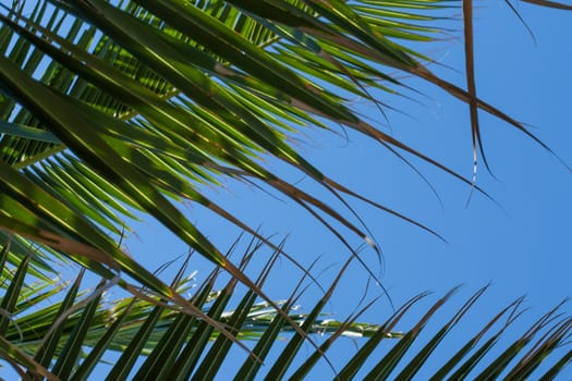 Palm tree with a background of sunny blue sky.