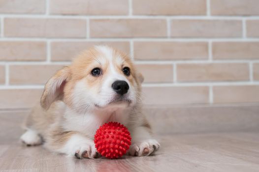 Pembroke Corgi puppy playing with a red ball
