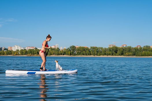 Dog jack russell terrier swims on the board with the owner. A woman and her pet spend time together at the lake.