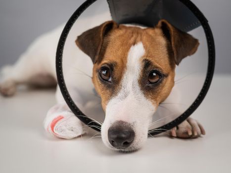 Jack Russell Terrier dog with a bandaged paw in a cone collar