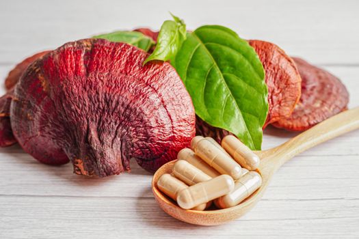 Lingzhi or Reishi mushroom with capsules, organic natural healthy food.