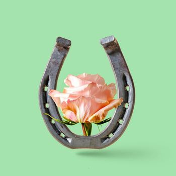 Rose flower and horseshoe on a green background. Minimal concept of wild west and rural usa rodeo or good luck.