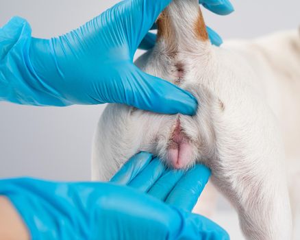 Veterinarian doing an examination of the genitals of a female dog Jack Russell Terrier