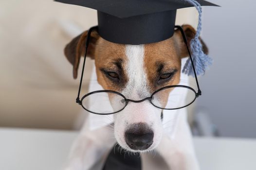 Cute dog jack russell terrier sits at the desk in glasses tie and academic cap