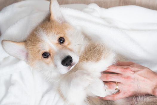 Woman wrapped a red corgi puppy in a blanket