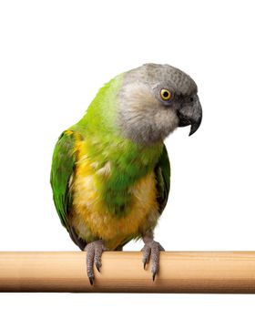 Poicephalus Senegal. Senegal parrot perching on a twig on a white background. photo