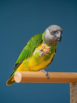 Poicephalus senegalus. Senegalese parrot sits on a perch and eats Senegal millet delicacy. photo