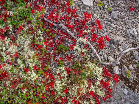 In autumn, a beautiful tundra carpet of various mosses in bright colors. Red, green and yellow plants on the rocks.