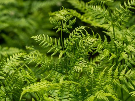 Fresh green fern leaves on blur background in the garden. Texture of fern leaves. High quality photo