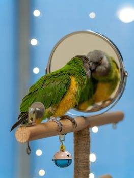 Poicephalus senegalus. Cute Senegal parrot on a perch on a blue background. photo