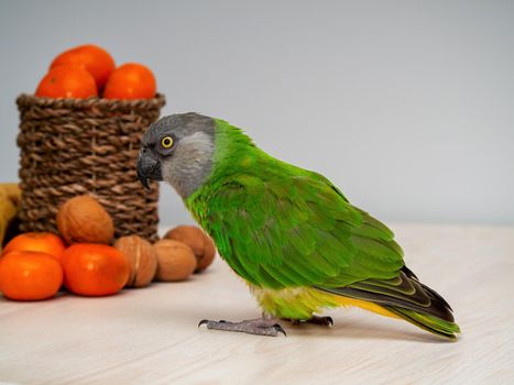 Poicephalus senegalus. Senegal parrot on wooden background with fruits and nuts. photo