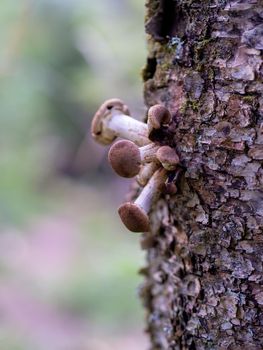 Honey fungus Mushrooms at tree stub in autumn forest. Armillaria mellea. photo