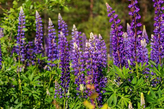 Colorful blue and purple colorful vibrant lupine wildflowers in with bokeh blurred background. photo