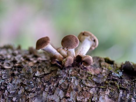 Honey fungus Mushrooms at tree stub in autumn forest. Armillaria mellea. photo