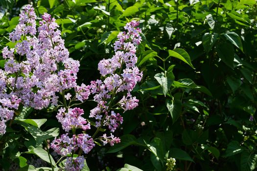 a Eurasian shrub or small tree of the olive family, that has fragrant violet, pink, or white blossoms and is widely cultivated as an ornamental.