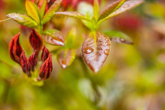 Wet leaves of bushes full of water drops after rain