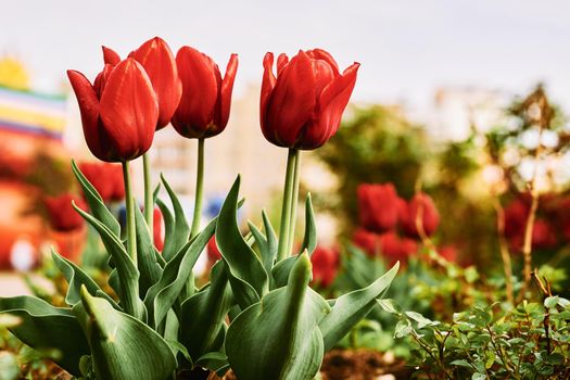 Rea bulbous spring-flowering plant of the lily family, with boldly colored cup-shaped flowers