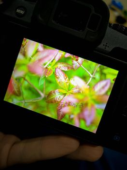 Camera screen with photo of wet leaves of bushes full of water drops after rain