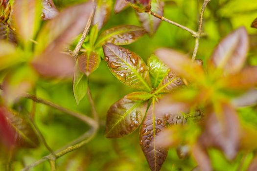 Wet leaves of bushes full of water drops after rain