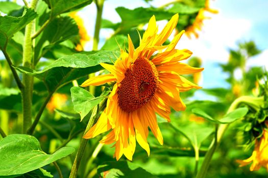 a tall North American plant of the daisy family, with very large golden-rayed flowers. Sunflowers are cultivated for their edible seeds, which are an important source of oil for cooking and margarine.