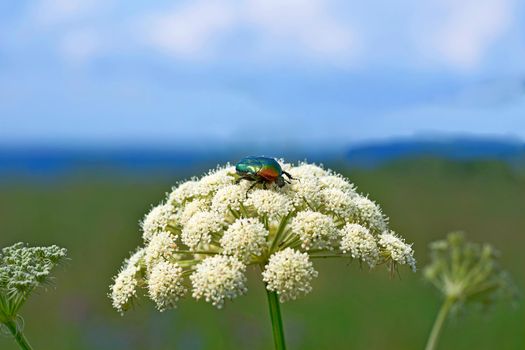 an insect of an order distinguished by forewings typically modified into hard wing cases that cover and protect the hind wings and abdomen