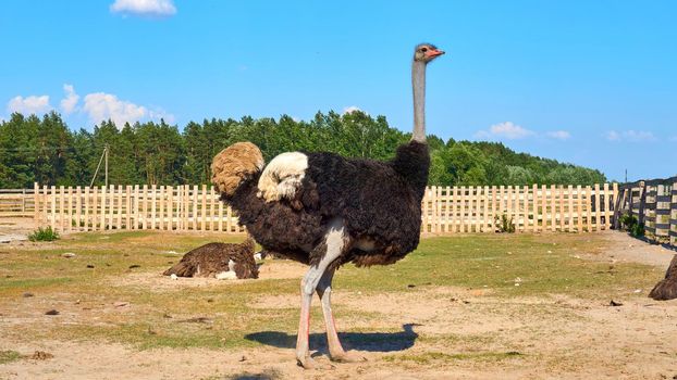 a flightless swift-running African bird with a long neck, long legs, and two toes on each foot. It is the largest living bird, with males reaching an average height of 8 feet