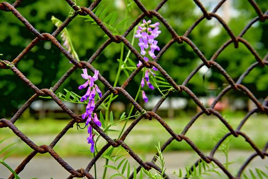 a structure consisting of strips of wood or metal crossed and fastened together with square or diamond-shaped spaces left between, used as a screen or fence or as a support for climbing plants.