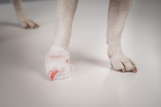 Close-up of a bandaged dog's paw on a white background